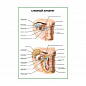Слезный аппарат плакат глянцевый А1/А2 (глянцевый A2)