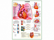Сердце и функции, плакат глянцевый/ламинированный А1/А2 (глянцевый	A2)