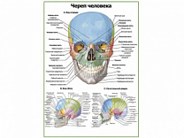 Череп человека: вид спереди, сбоку, в разрезе, плакат глянцевый А1/А2 (глянцевый A1)