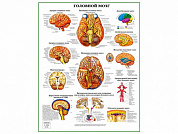 Головной мозг, плакат ламинированный/глянцевый А1/А2 (глянцевый	A2)