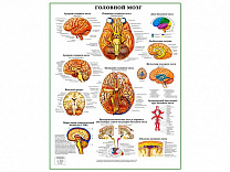 Головной мозг, плакат ламинированный/глянцевый А1/А2 (глянцевый	A2)