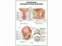 Внутренние половые органы мужчины плакат глянцевый А1/А2 (глянцевый A1)