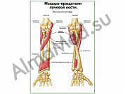 Мыщцы-вращатели лучевой кости плакат глянцевый/ламинированный А1/А2 (глянцевый	A2)