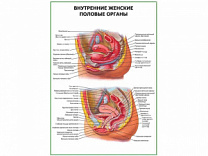 Внутренние женские половые органы плакат глянцевый А1/А2 (глянцевый A1)