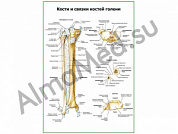 Кости и связки костей голени плакат ламинированный А1/А2 (ламинированный	A2)