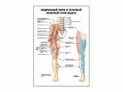 Бедренный нерв и боковой кожный нерв бедра плакат глянцевый А1/А2 (глянцевый A2)