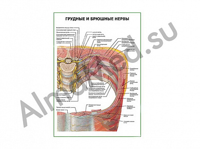Грудные и брюшные нервы плакат ламинированный А1/А2 (ламинированный	A2)
