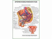 Артерии и вены мужского таза плакат глянцевый А1/А2 (глянцевый A1)
