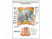 Мужская промежность, наружные половые органы, поверхностный слой плакат глянцевый А1/А2 (глянцевый A1)
