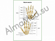 Кости кисти плакат глянцевый/ламинированный А1/А2 (глянцевый	A2)