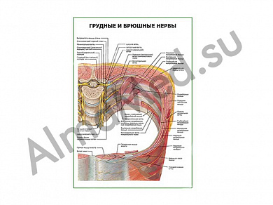 Грудные и брюшные нервы плакат глянцевый/ламинированный А1/А2 (глянцевый	A2)