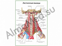 Лестничные мышцы плакат ламинированный А1/А2 (ламинированный	A2)