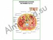 Поперечное сечение Т-12-L-1 плакат ламинированный А1/А2 (ламинированный	A2)
