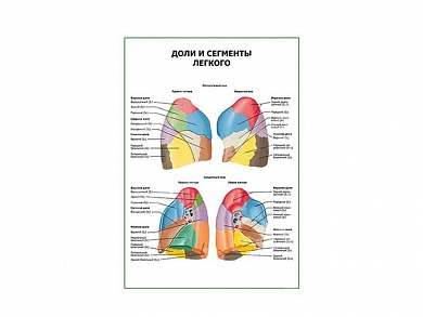 Доли и сегменты легкого плакат глянцевый А1/А2 (глянцевый A2)