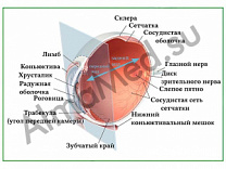 Анатомия глаза, плакат ламинированный А1/А2 (ламинированный	A2)