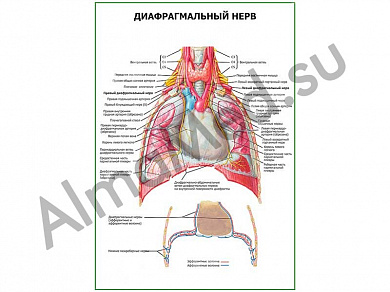 Диафрагмальный нерв плакат глянцевый/ламинированный А1/А2 (глянцевый	A2)