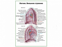 Легкие, внешнее строение плакат глянцевый А1/А2 (глянцевый A2)