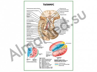 Таламус плакат ламинированный А1/А2 (ламинированный	A2)