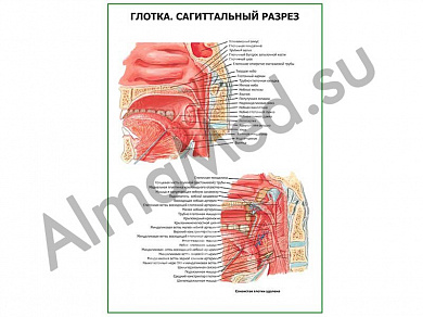 Глотка. Сагиттальный разрез плакат ламинированный А1/А2 (ламинированный	A2)