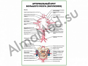 Артериальный круг большого мозга (Виллизиев) плакат глянцевый/ламинированный А1/А2 (глянцевый	A2)