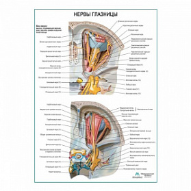 Нервы глазницы плакат глянцевый А1+/А2+ (матовый холст от 200 г/кв.м, размер A1+)