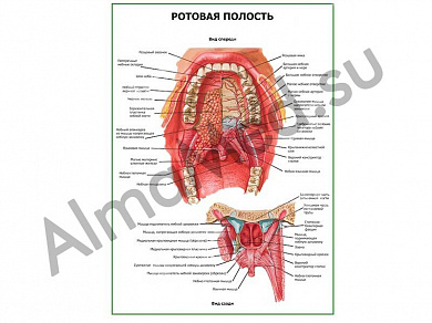 Ротовая полость плакат ламинированный А1/А2 (ламинированный	A2)