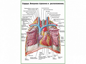 Сердце. Внешнее строение и расположение плакат глянцевый А1+/А2+ (глянцевая фотобумага от 200 г/кв.м, размер A2+)