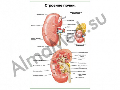 Строение почки плакат ламинированный А1/А2 (ламинированный	A2)