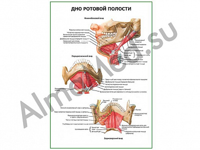 Дно ротовой полости плакат глянцевый/ламинированный А1/А2 (глянцевый	A2)