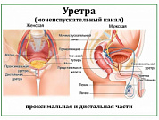 Мочеиспускательный канал, плакат глянцевый А1/А2 (глянцевый A1)