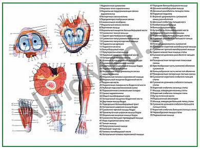 Мышцы стопы и голени, плакат ламинированный А1/А2 (ламинированный	A2)