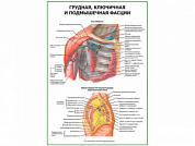 Грудная ключичная и подмышечная фасции плакат глянцевый А1/А2 (глянцевый A1)