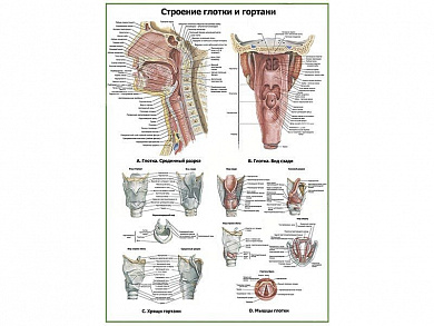 Глотка и гортань:строение, хрящи, мышцы, плакат глянцевый A1/A2 (глянцевый A2)