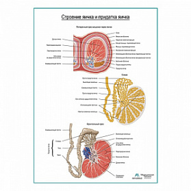 Строение яичка и придатка яичка плакат глянцевый А1+/А2+ (глянцевая фотобумага от 200 г/кв.м, размер A1+)