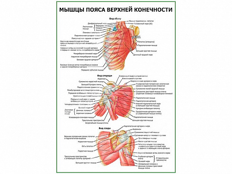 Мышцы пояса верхней конечности плакат глянцевый А1/А2 (глянцевый A2)
