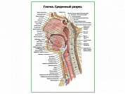 Глотка срединный разрез плакат глянцевый А1/А2 (глянцевый A1)