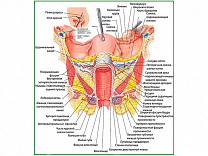 Внутренние женские половые органы, плакат глянцевый/ламинированный А1/А2 (глянцевый	A2)