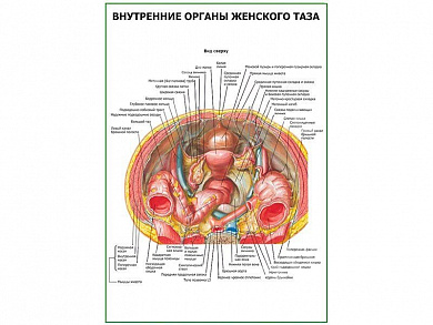 Внутренние органы женского таза плакат глянцевый А1/А2 (глянцевый A2)