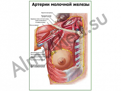 Артерии молочной железы плакат ламинированный А1/А2 (ламинированный	A2)