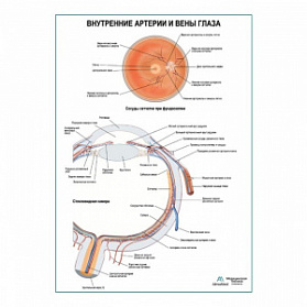 Внутренние артерии и вены глаза плакат глянцевый А1+/А2+ (глянцевая фотобумага от 200 г/кв.м, размер A2+)