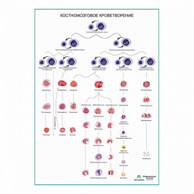 Костномозговое кроветворение, плакат глянцевый А1+/А2+ (глянцевая фотобумага от 200 г/кв.м, размер A2+)