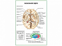 Базальное ядро плакат глянцевый А1/А2 (глянцевый A2)