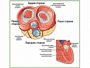 Клапаны сердца, плакат глянцевый/ламинированный А1/А2 (ламинированный	A2)