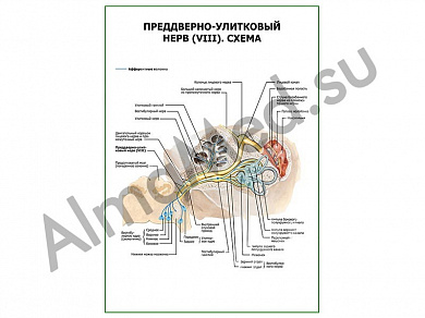 Преддверно-улитковый нерв (VIII). Схема плакат глянцевый/ламинированный А1/А2 (глянцевый	A2)