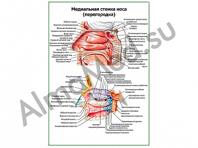 Носовая перегородка, плакат ламинированный А1/А2 (ламинированный	A2)