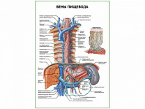 Вены пищевода плакат глянцевый  А1/А2 (глянцевый A2)