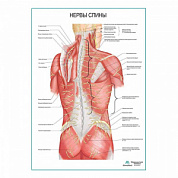 Нервы спины плакат глянцевый А1+/А2+ (матовый холст от 200 г/кв.м, размер A1+)