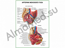 Артерии женского таза плакат глянцевый/ламинированный А1/А2 (глянцевый	A2)