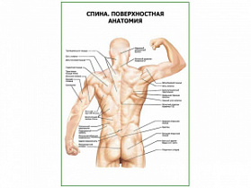 Спина. Поверхностная анатомия плакат глянцевый А1/А2 (глянцевый A1)