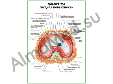 Диафрагма. Грудная поверхность плакат ламинированный А1/А2 (ламинированный	A2)